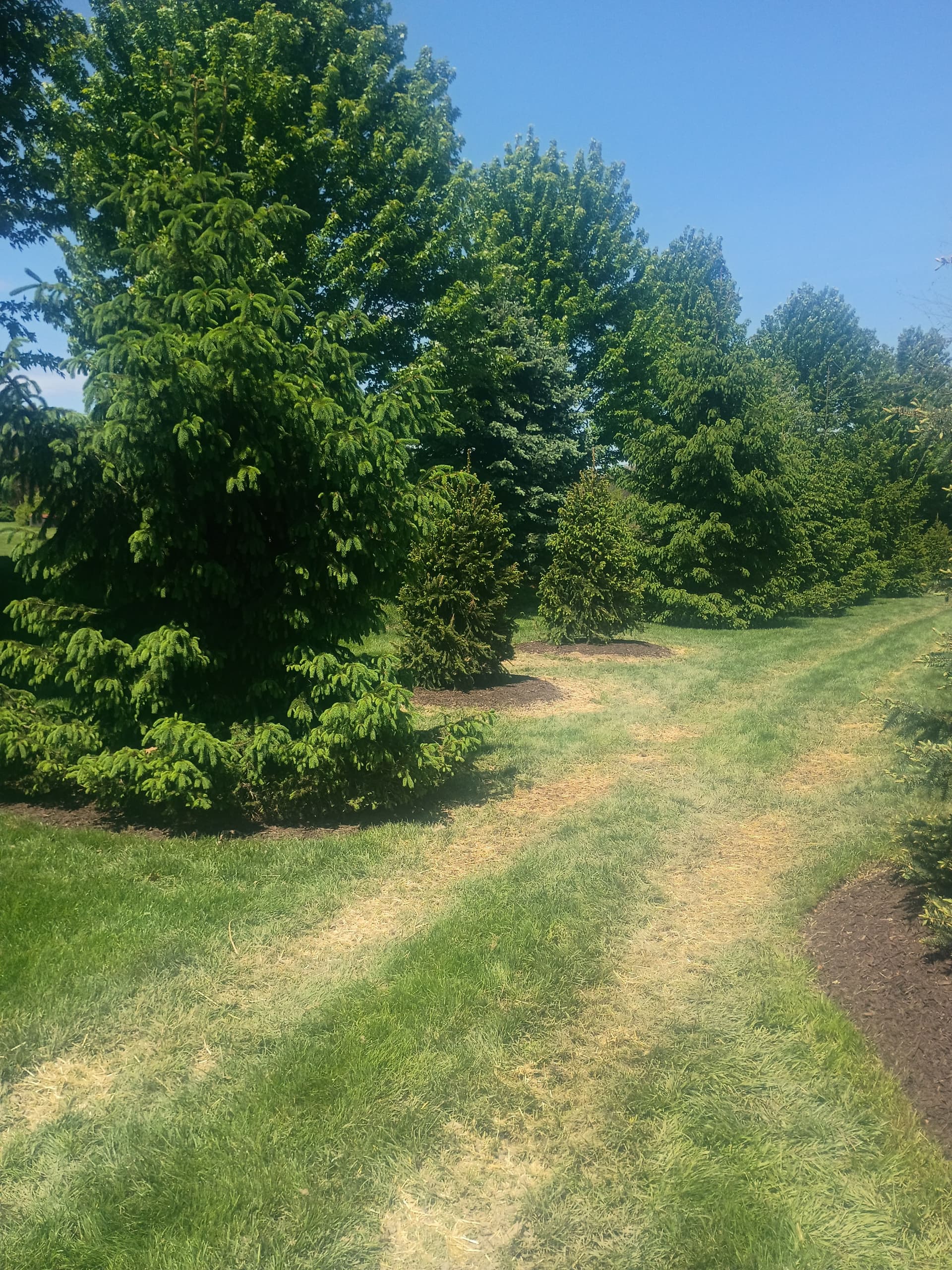 Gallery photos for Norway Spruce Replacement and Bed Cleanup in Western Pennsylvania: Image #5