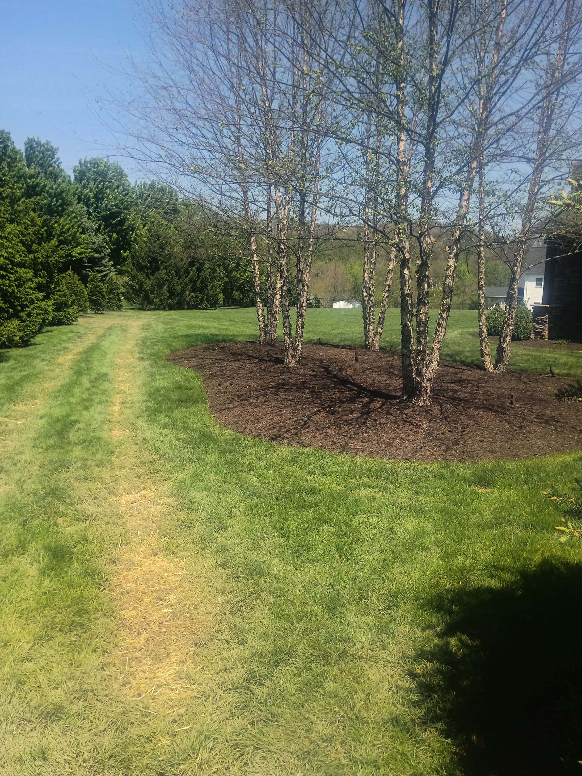 Gallery photos for Norway Spruce Replacement and Bed Cleanup in Western Pennsylvania: Image #6