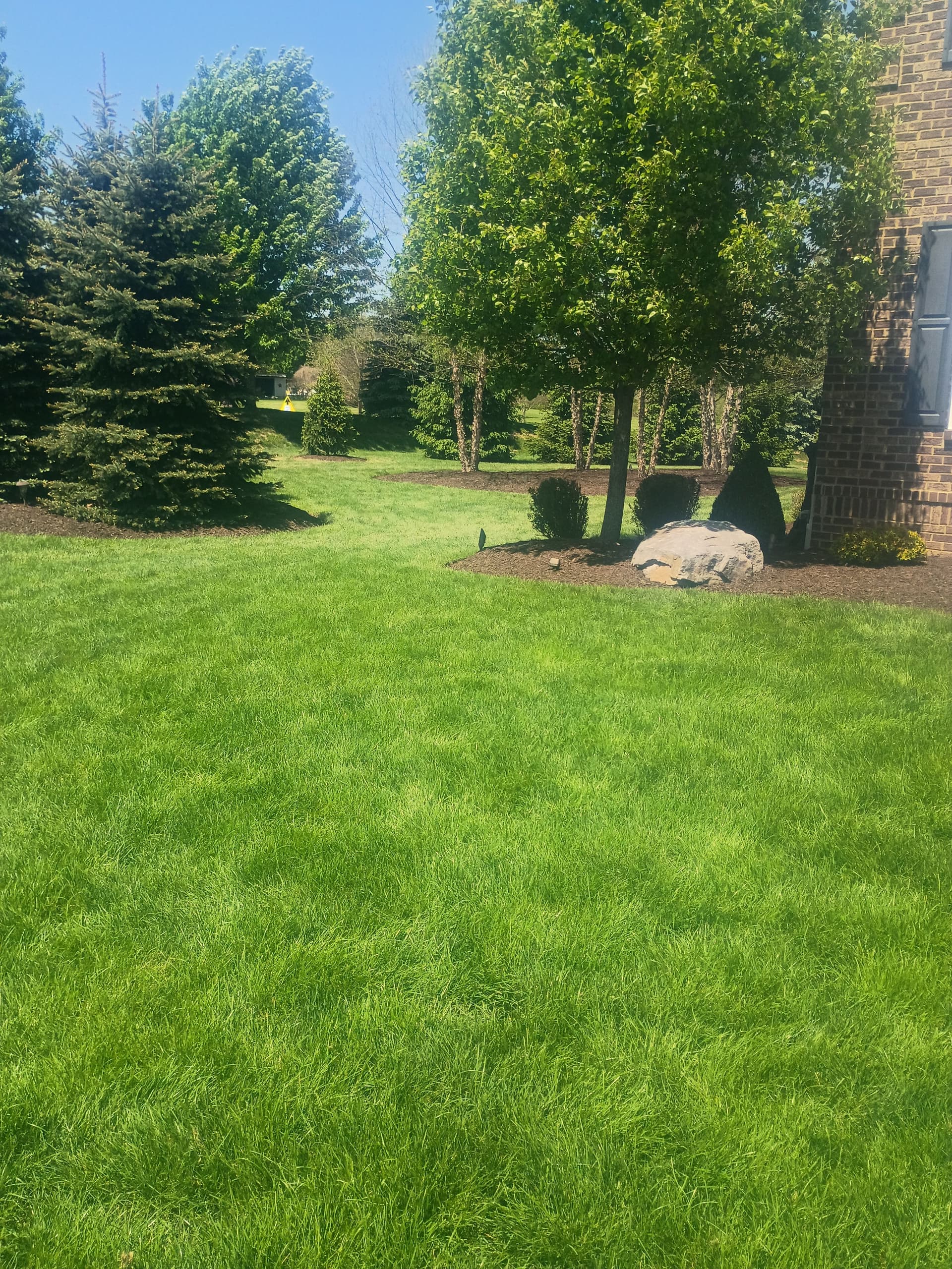Gallery photos for Norway Spruce Replacement and Bed Cleanup in Western Pennsylvania: Image #1