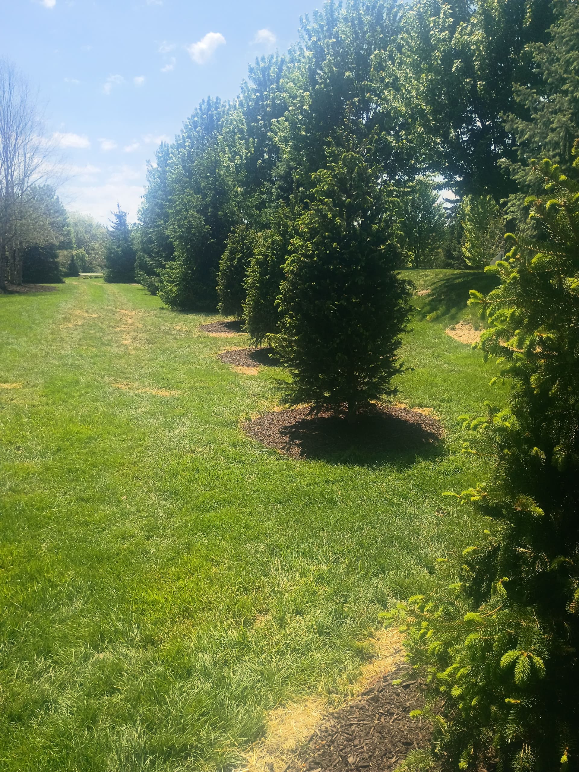 Gallery photos for Norway Spruce Replacement and Bed Cleanup in Western Pennsylvania: Image #4
