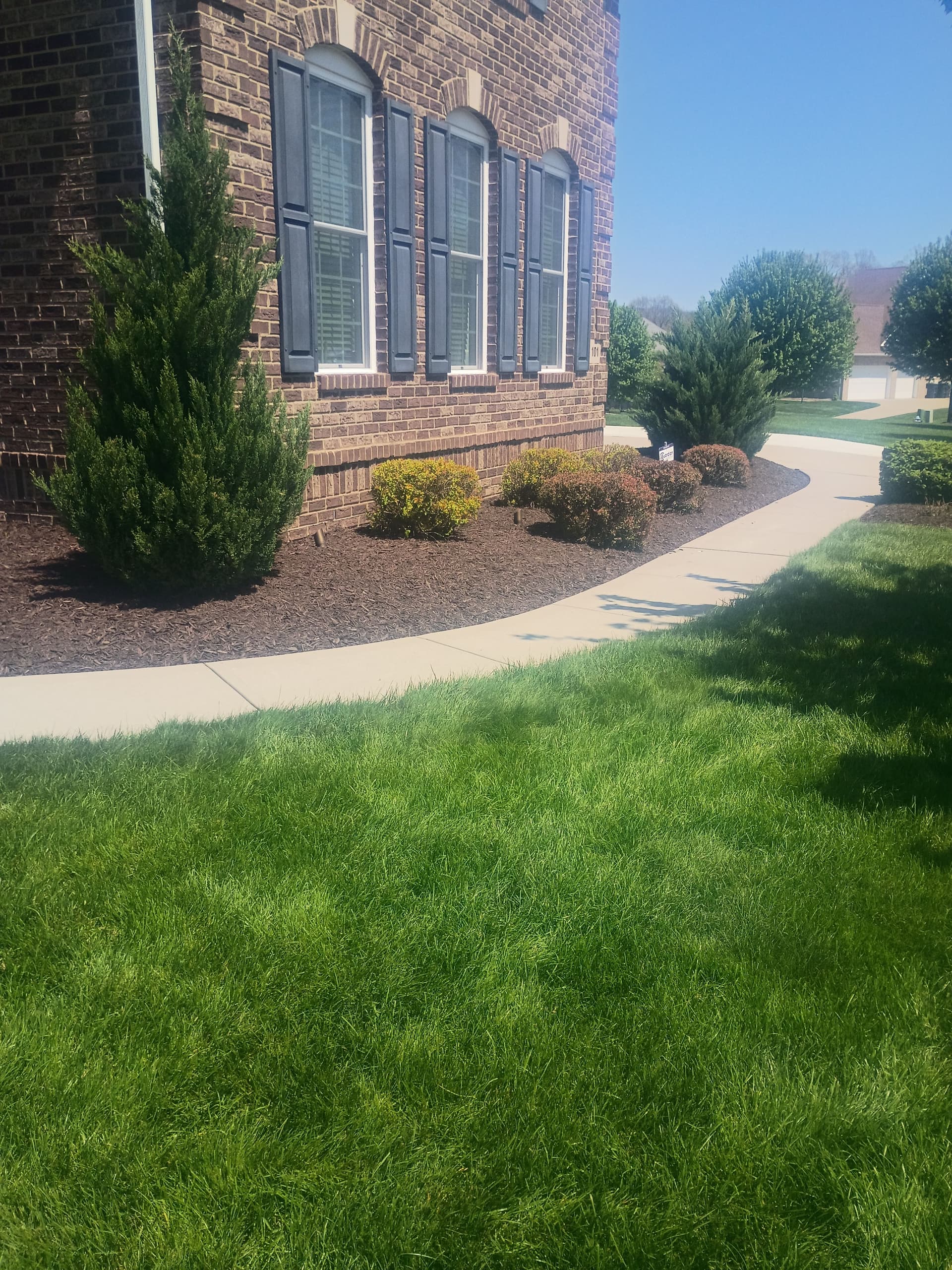 Norway Spruce Replacement and Bed Cleanup in Western Pennsylvania image