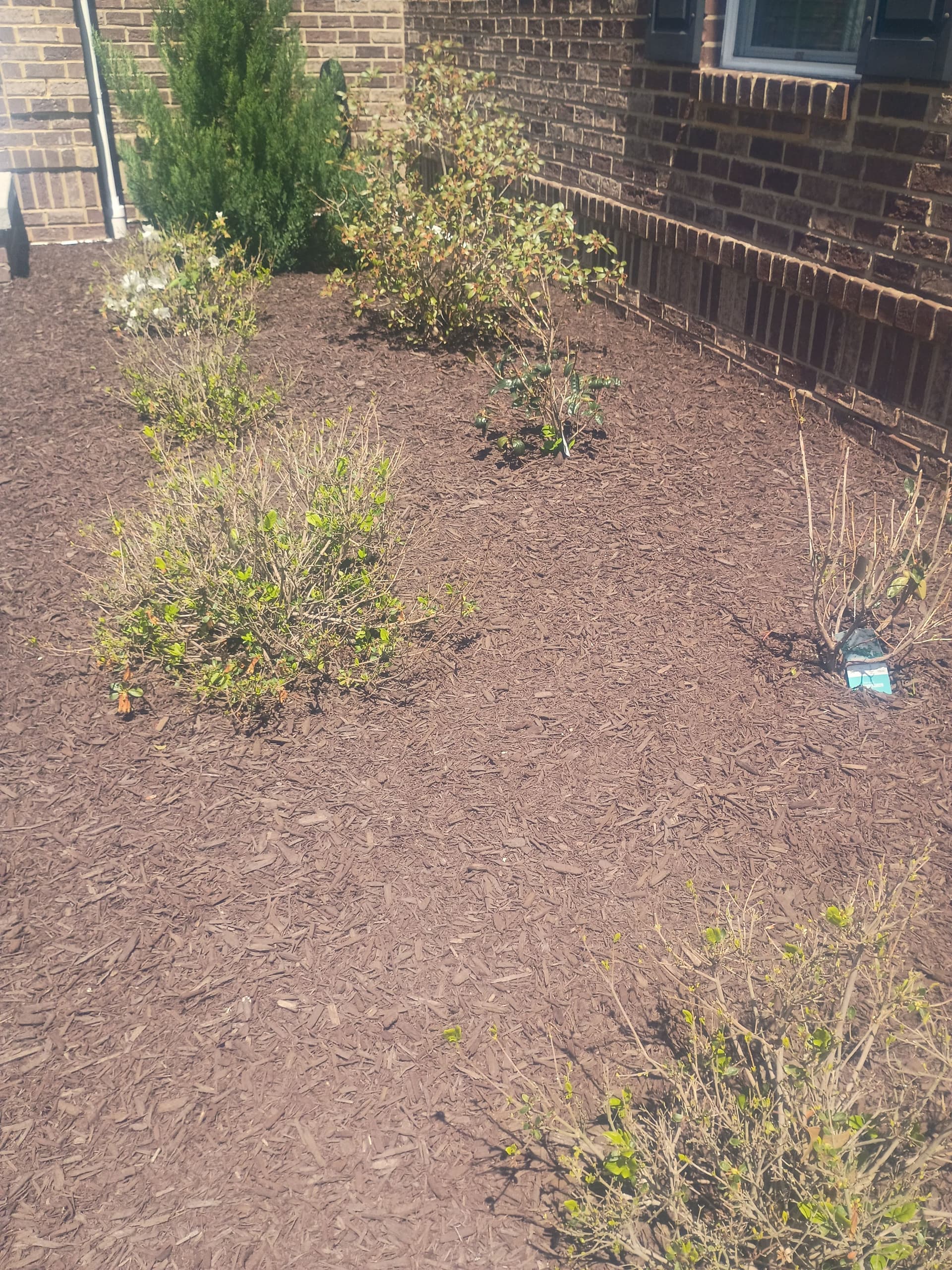 Gallery photos for Norway Spruce Replacement and Bed Cleanup in Western Pennsylvania: Image #2